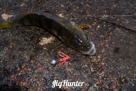 Обзоры: Блог им. JigHunter: Зимний спиннинг и Decoy SG-3