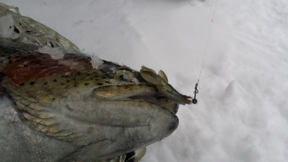 Отчеты с водоемов: Рыбалка у Клуба Royal Fish (18.11.2015)