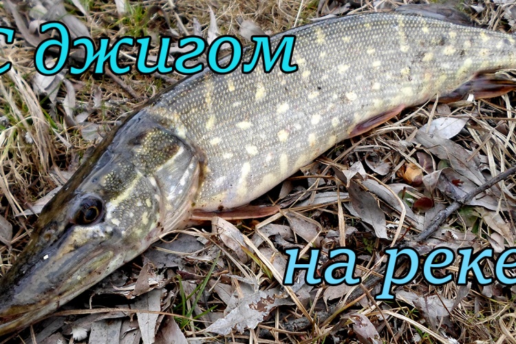 азы по ловле щуки азы по ловле щуки