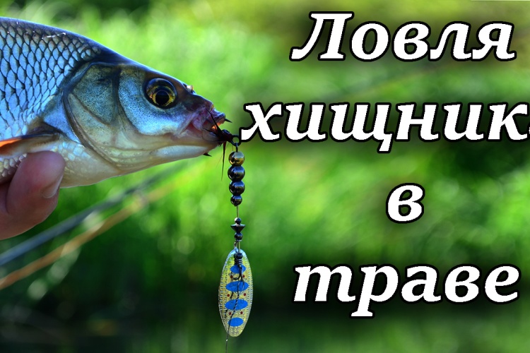 на что лучше ловить в траве на что лучше ловить в траве