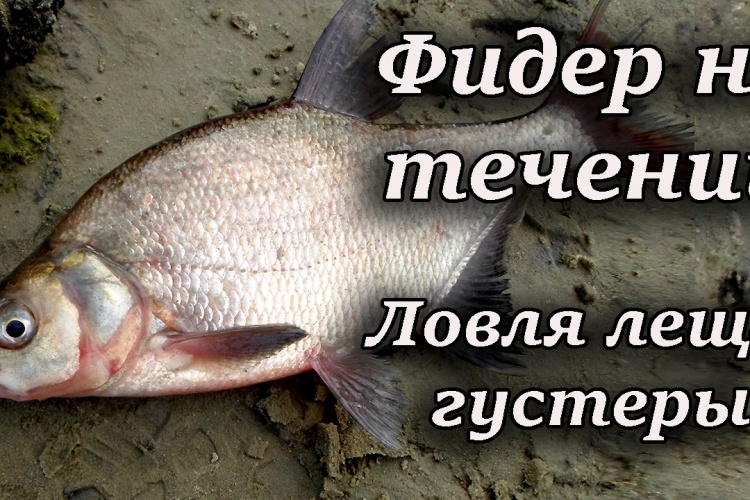 ловля леща фидером на малой реке ловля леща фидером на малой реке